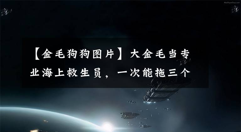 【金毛狗狗圖片】大金毛當(dāng)專業(yè)海上救生員，一次能拖三個(gè)人！汪汪隊(duì)又立大功