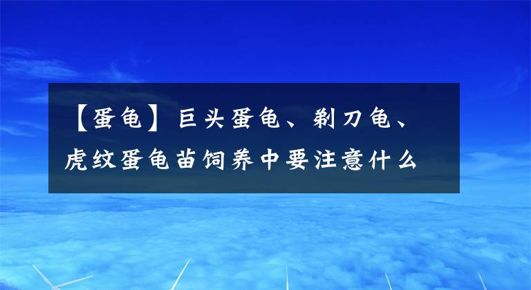 【蛋龜】巨頭蛋龜、剃刀龜、虎紋蛋龜苗飼養(yǎng)中要注意什么「龜谷鱉老」