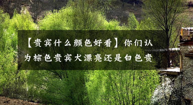 【貴賓什么顏色好看】你們認(rèn)為棕色貴賓犬漂亮還是白色貴賓犬漂亮？