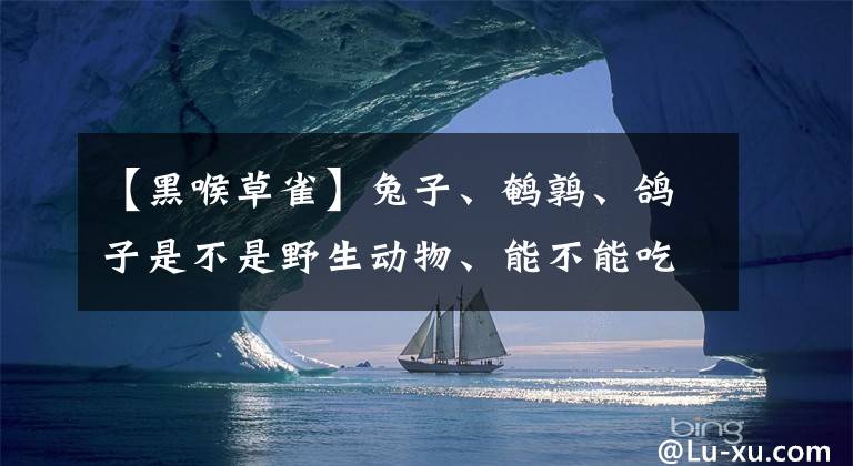 【黑喉草雀】兔子、鵪鶉、鴿子是不是野生動物、能不能吃？全國人大給出了答案