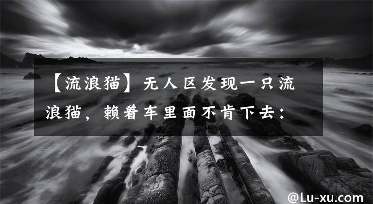 【流浪貓】無人區(qū)發(fā)現(xiàn)一只流浪貓，賴著車?yán)锩娌豢舷氯ィ嚎梢詭乙黄鹱邌幔?></a></div> <div   id=