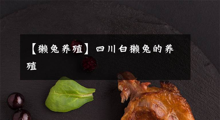 【獺兔養(yǎng)殖】四川白獺兔的養(yǎng)殖