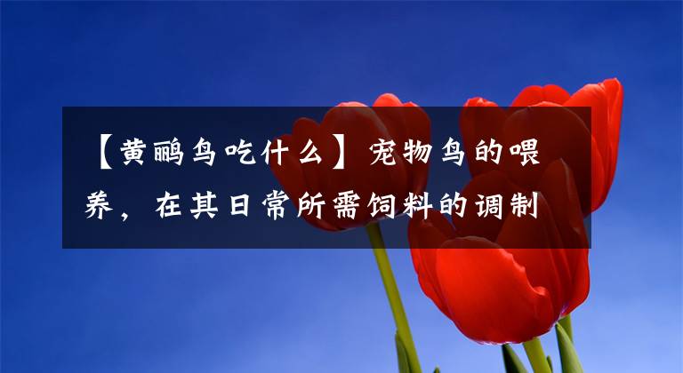 【黃鸝鳥(niǎo)吃什么】寵物鳥(niǎo)的喂養(yǎng)，在其日常所需飼料的調(diào)制上，應(yīng)該如何搭配？