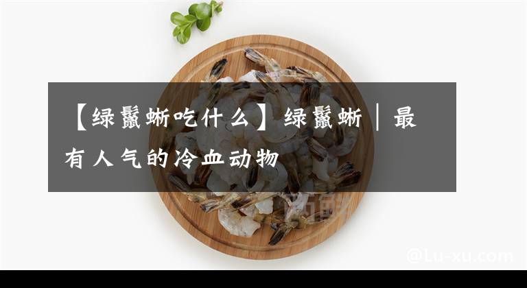 【綠鬣蜥吃什么】綠鬣蜥｜最有人氣的冷血?jiǎng)游?></a></div> <div   id=