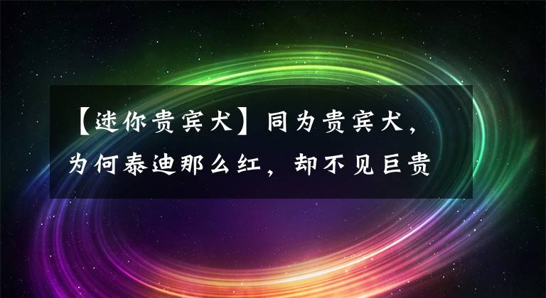 【迷你貴賓犬】同為貴賓犬，為何泰迪那么紅，卻不見(jiàn)巨貴身影？