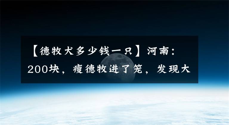 【德牧犬多少錢一只】河南：200塊，瘦德牧進(jìn)了籠，發(fā)現(xiàn)大爺不舍，大娘：咱倆喂不起