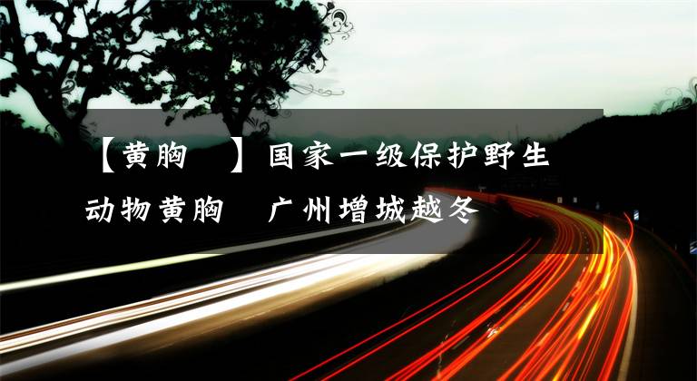 【黃胸鹀】國家一級保護野生動物黃胸鹀廣州增城越冬