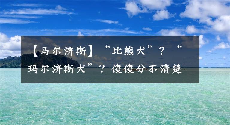 【馬爾濟(jì)斯】“比熊犬”？“瑪爾濟(jì)斯犬”？傻傻分不清楚？辨別方法，來了