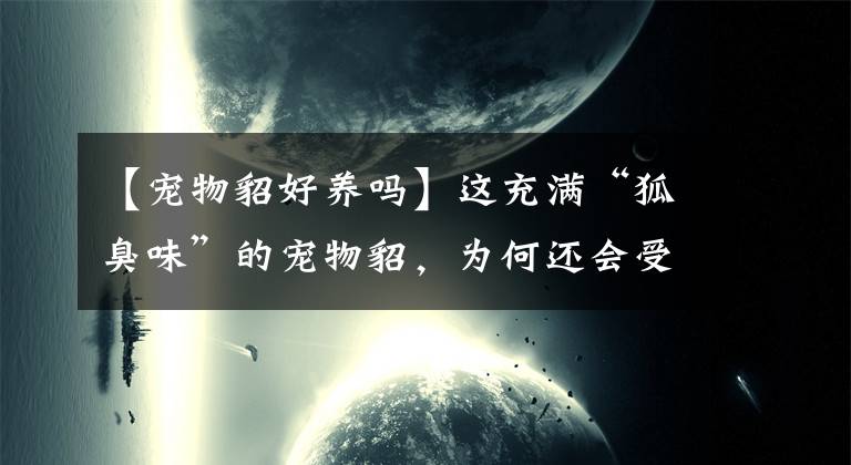 【寵物貂好養(yǎng)嗎】這充滿“狐臭味”的寵物貂，為何還會受到主人們的喜愛