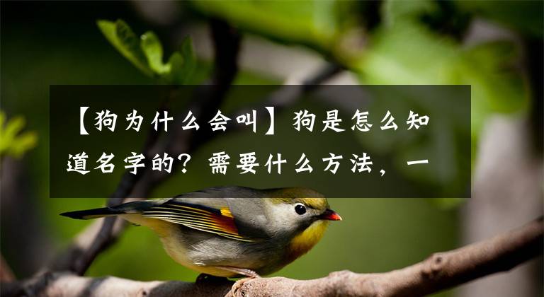 【狗為什么會(huì)叫】狗是怎么知道名字的？需要什么方法，一叫就來(lái)了