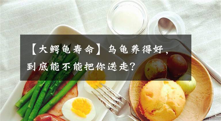 【大鱷龜壽命】烏龜養(yǎng)得好，到底能不能把你送走？