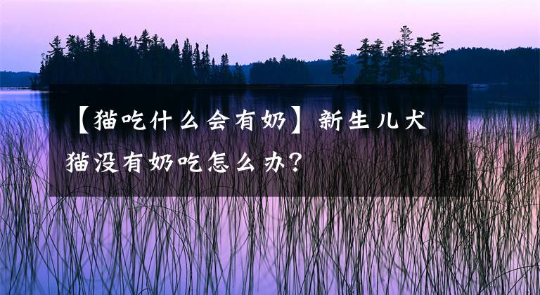 【貓吃什么會有奶】新生兒犬貓沒有奶吃怎么辦？