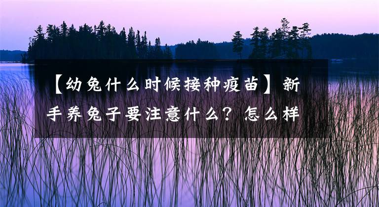 【幼兔什么時候接種疫苗】新手養(yǎng)兔子要注意什么？怎么樣才能養(yǎng)好兔子？