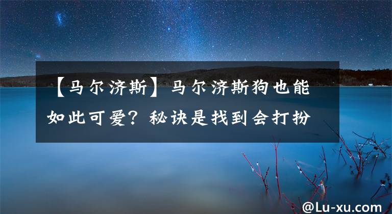 【馬爾濟斯】馬爾濟斯狗也能如此可愛？秘訣是找到會打扮的主人