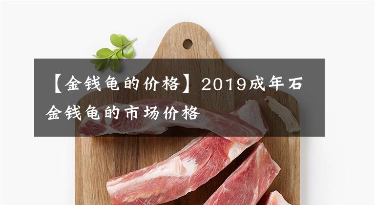 【金錢龜?shù)膬r格】2019成年石金錢龜?shù)氖袌鰞r格