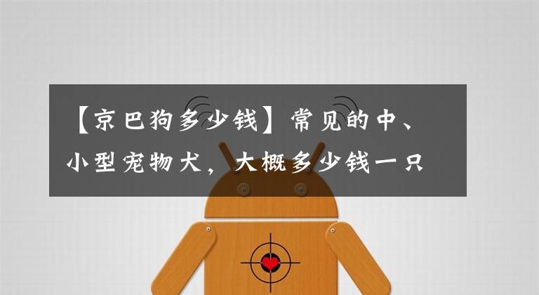 【京巴狗多少錢】常見的中、小型寵物犬，大概多少錢一只？