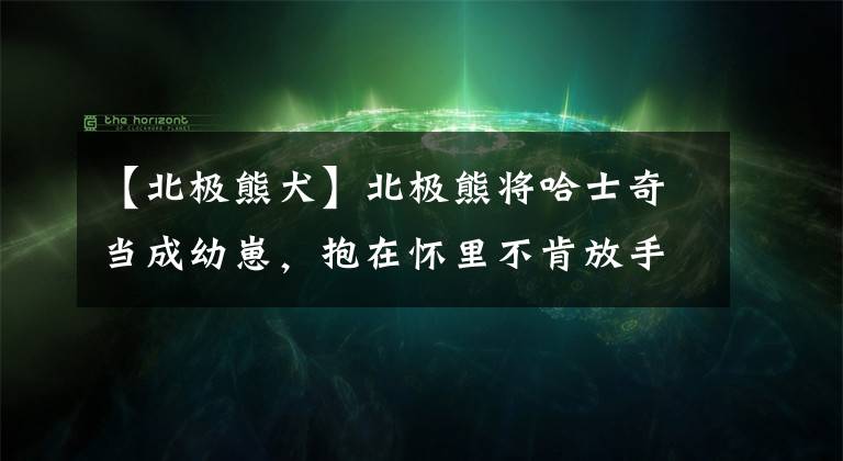 【北極熊犬】北極熊將哈士奇當(dāng)成幼崽，抱在懷里不肯放手，竟是因?yàn)橥词в鬃樱?></a></div> <div   id=