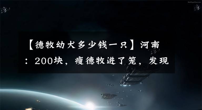 【德牧幼犬多少錢一只】河南：200塊，瘦德牧進(jìn)了籠，發(fā)現(xiàn)大爺不舍，大娘：咱倆喂不起