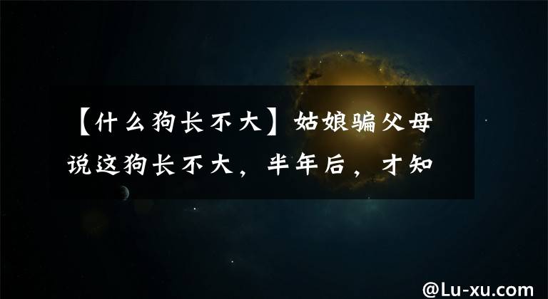 【什么狗長不大】姑娘騙父母說這狗長不大，半年后，才知道這是巨型阿拉斯加犬！