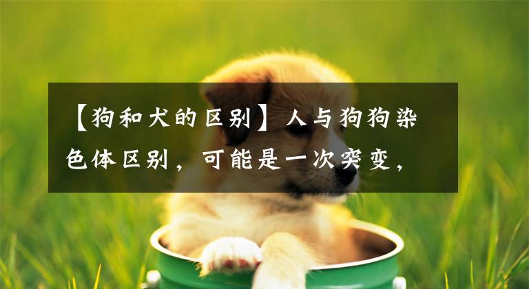 【狗和犬的區(qū)別】人與狗狗染色體區(qū)別，可能是一次突變，區(qū)分了人與狗的祖先