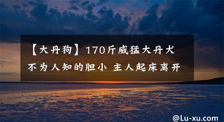 【大丹狗】170斤威猛大丹犬 不為人知的膽小 主人起床離開都會被嚇哭落淚