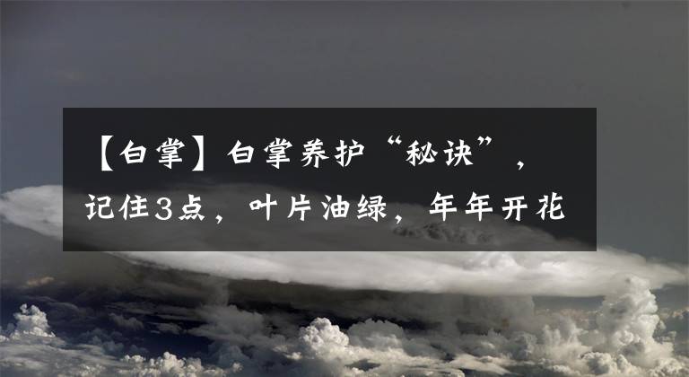 【白掌】白掌養(yǎng)護(hù)“秘訣”，記住3點(diǎn)，葉片油綠，年年開花都爆盆