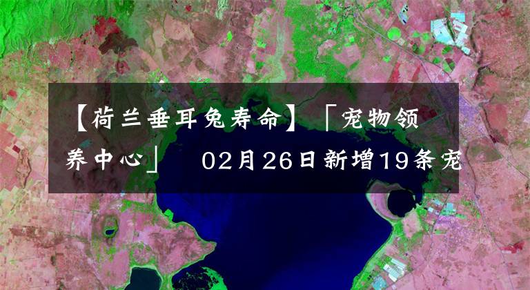 【荷蘭垂耳兔壽命】「寵物領(lǐng)養(yǎng)中心」?02月26日新增19條寵物犬貓待領(lǐng)養(yǎng)信息