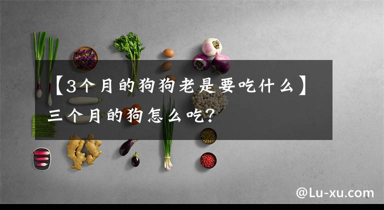 【3個(gè)月的狗狗老是要吃什么】三個(gè)月的狗怎么吃？