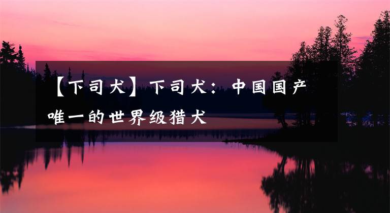 【下司犬】下司犬：中國(guó)國(guó)產(chǎn)唯一的世界級(jí)獵犬