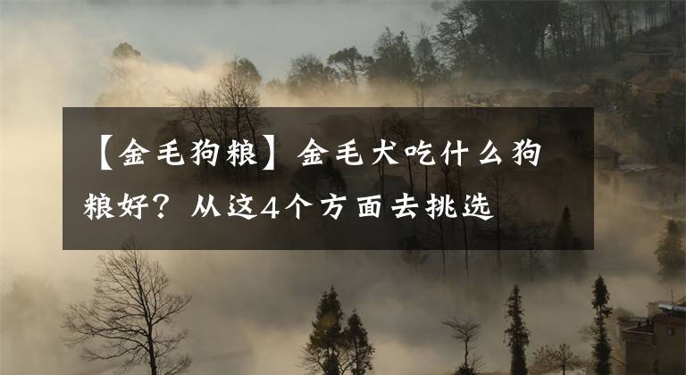 【金毛狗糧】金毛犬吃什么狗糧好？從這4個(gè)方面去挑選