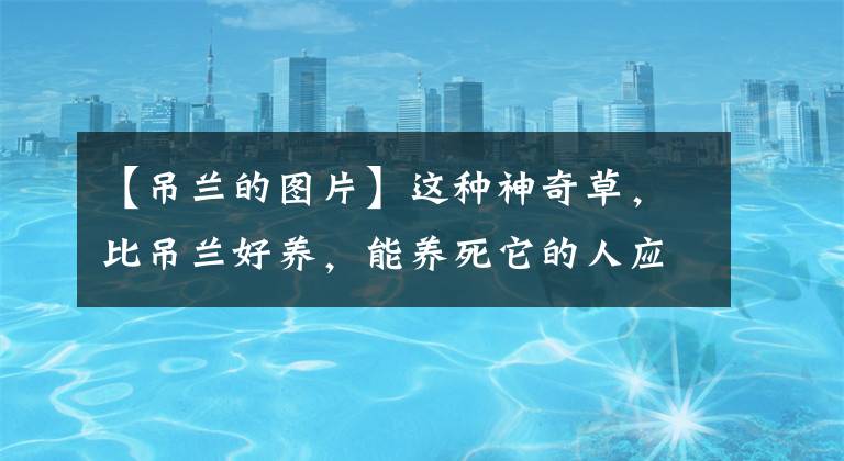 【吊蘭的圖片】這種神奇草，比吊蘭好養(yǎng)，能養(yǎng)死它的人應(yīng)該還沒出生