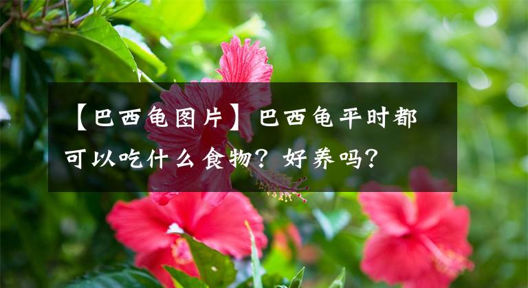 【巴西龜圖片】巴西龜平時(shí)都可以吃什么食物？好養(yǎng)嗎？