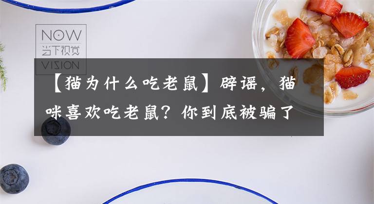 【貓為什么吃老鼠】辟謠，貓咪喜歡吃老鼠？你到底被騙了多久！