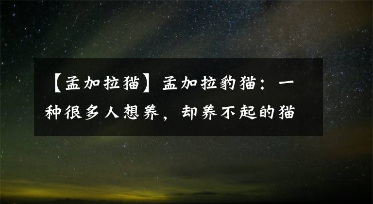 【孟加拉貓】孟加拉豹貓：一種很多人想養(yǎng)，卻養(yǎng)不起的貓，除非你有礦