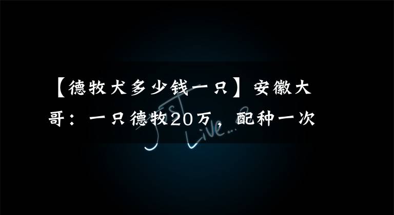 【德牧犬多少錢一只】安徽大哥：一只德牧20萬，配種一次一千，網(wǎng)友：錘系就是個(gè)笑話