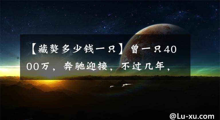 【藏獒多少錢(qián)一只】曾一只4000萬(wàn)，奔馳迎接，不過(guò)幾年，神犬藏獒淪為"喪家犬"