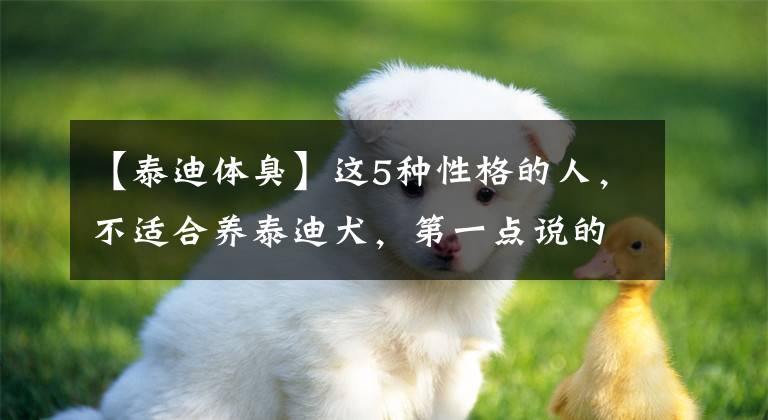 【泰迪體臭】這5種性格的人，不適合養(yǎng)泰迪犬，第一點說的是不是你？