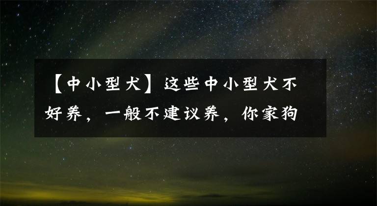 【中小型犬】這些中小型犬不好養(yǎng)，一般不建議養(yǎng)，你家狗在榜上嗎？