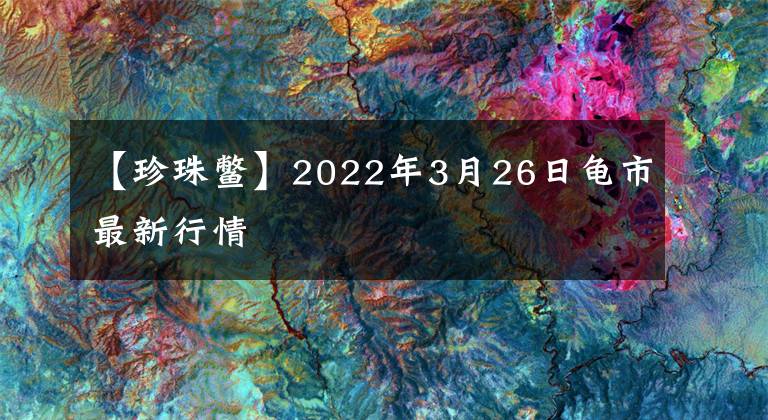 【珍珠鱉】2022年3月26日龜市最新行情