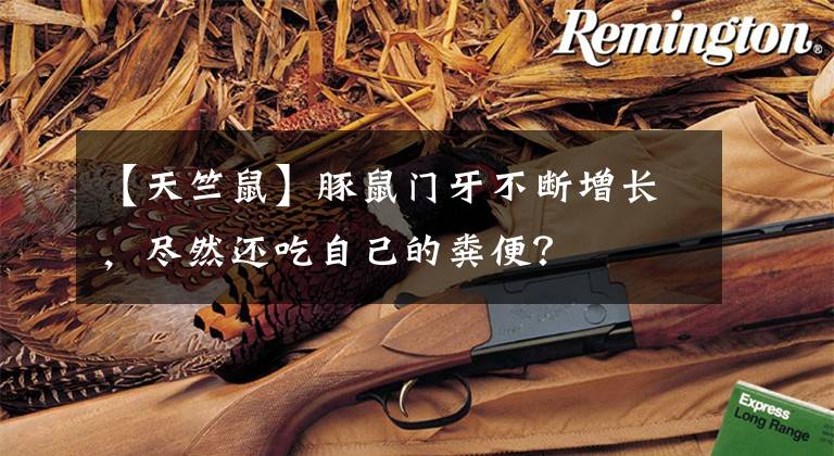 【天竺鼠】豚鼠門牙不斷增長，盡然還吃自己的糞便？