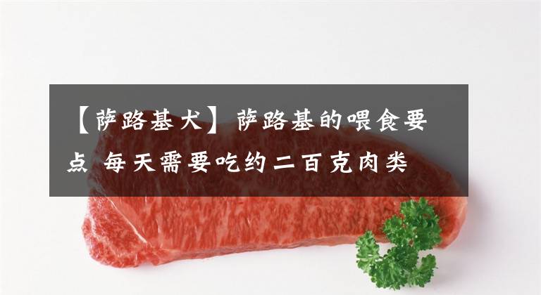 【薩路基犬】薩路基的喂食要點(diǎn) 每天需要吃約二百克肉類