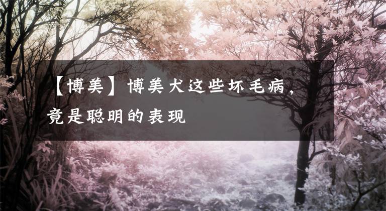 【博美】博美犬這些壞毛病，竟是聰明的表現(xiàn)