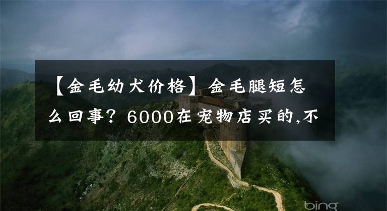 【金毛幼犬價(jià)格】金毛腿短怎么回事？6000在寵物店買的,不要告訴我是不純的緣故