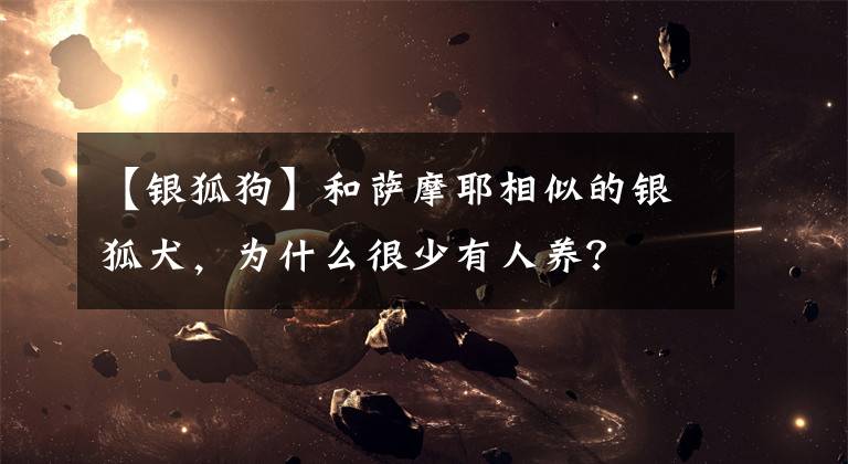 【銀狐狗】和薩摩耶相似的銀狐犬，為什么很少有人養(yǎng)？