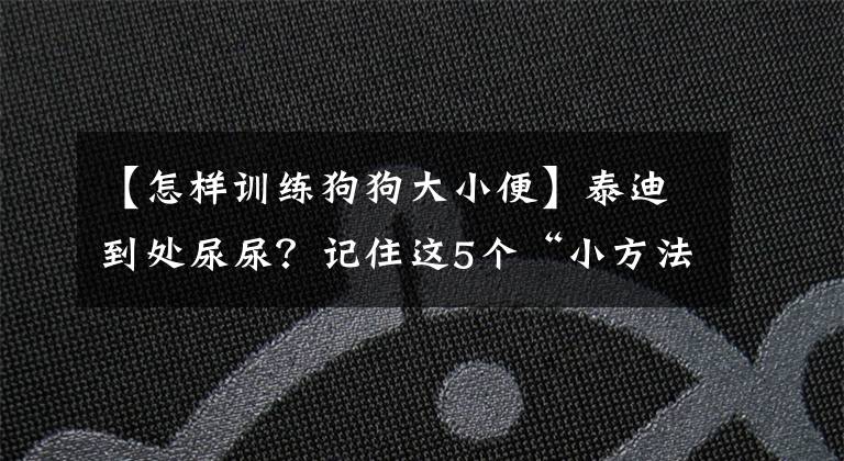 【怎樣訓練狗狗大小便】泰迪到處尿尿？記住這5個“小方法”，讓它輕松學會定點大小便