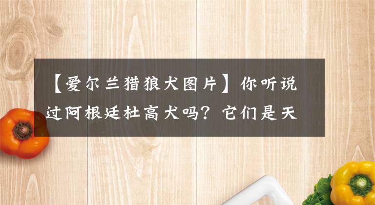 【愛爾蘭獵狼犬圖片】你聽說過阿根廷杜高犬嗎？它們是天生的獵手，融合了眾多犬種優(yōu)點