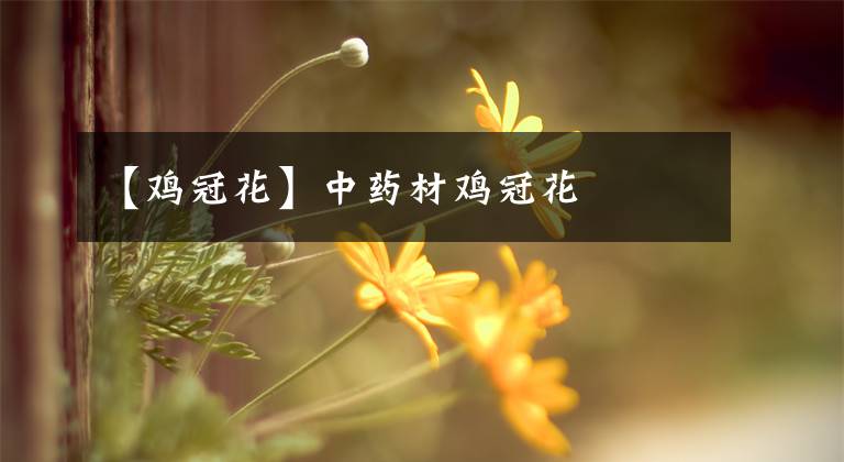 【雞冠花】中藥材雞冠花