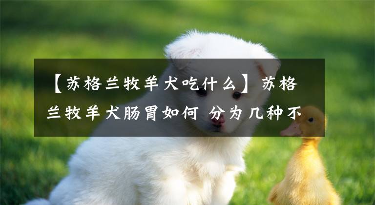 【蘇格蘭牧羊犬吃什么】蘇格蘭牧羊犬腸胃如何 分為幾種不同的類型