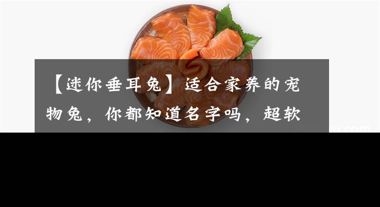 【迷你垂耳兔】適合家養(yǎng)的寵物兔，你都知道名字嗎，超軟萌的垂耳兔你愛了嗎