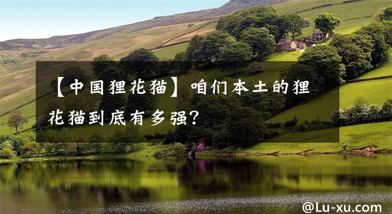 【中國貍花貓】咱們本土的貍花貓到底有多強？